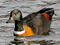 Australian Shelduck